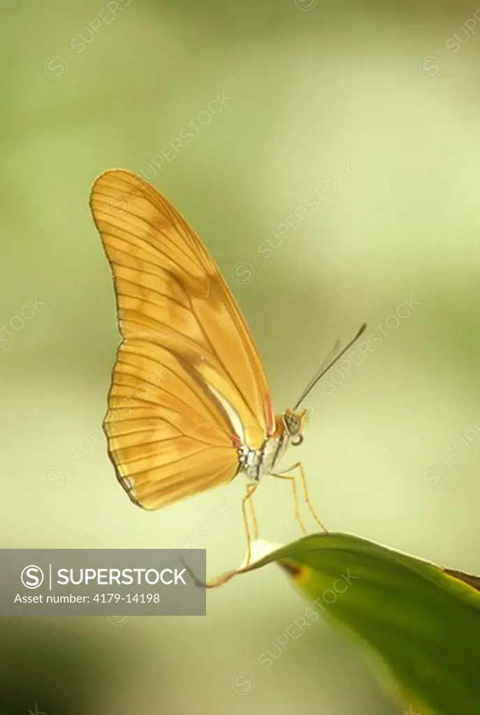 Julia Butterfly (Dryas iulia) 97-05-37-60