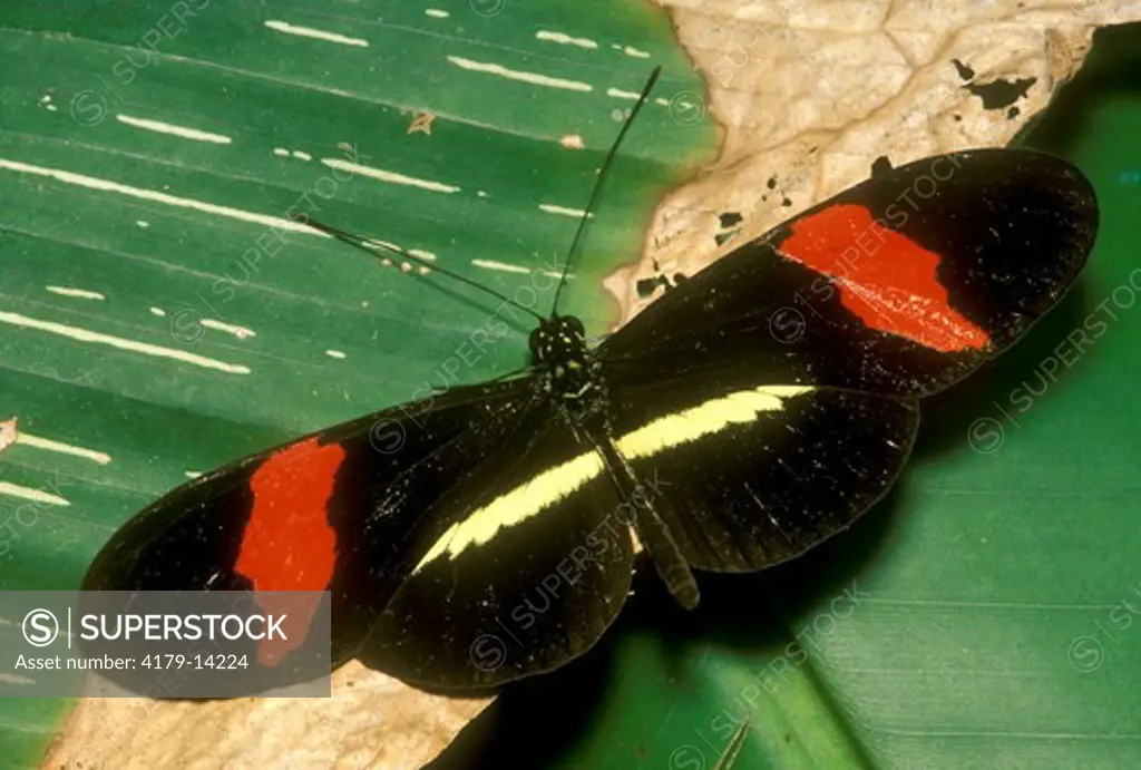 Postman Butterfly (Heliconius erato), Cayo, Belize