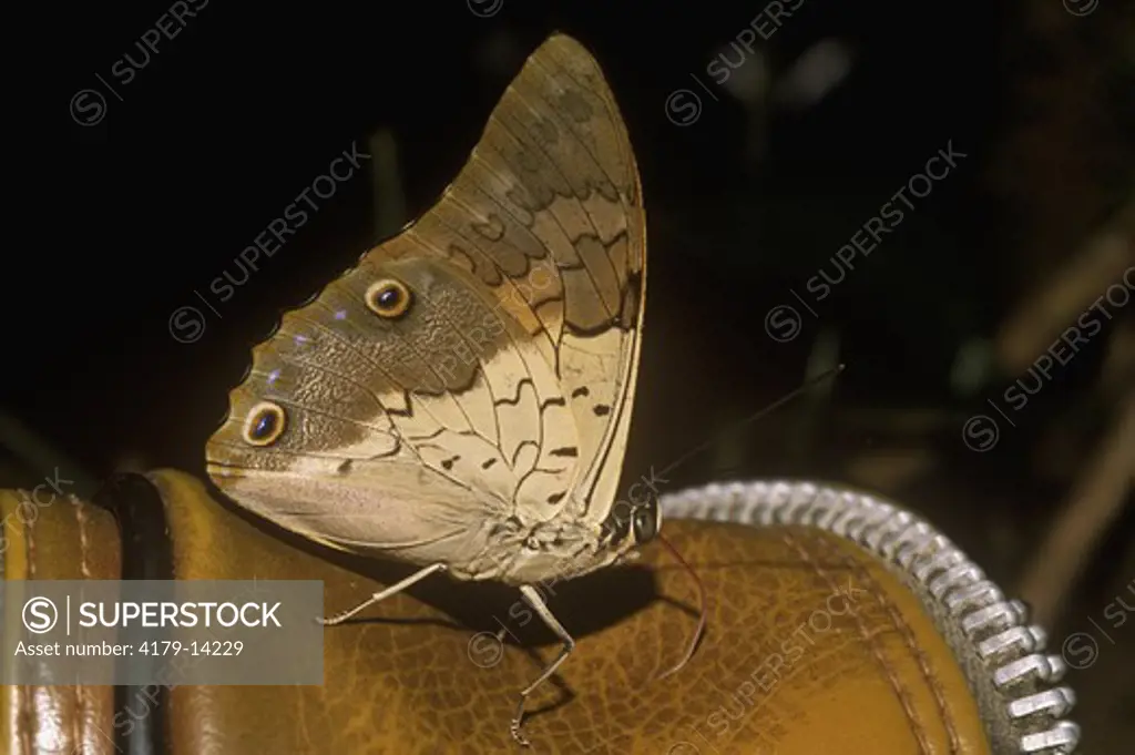 Prepona Butterfly (P. omphale) drinking Sweat from Bag, Amazon, Brazil