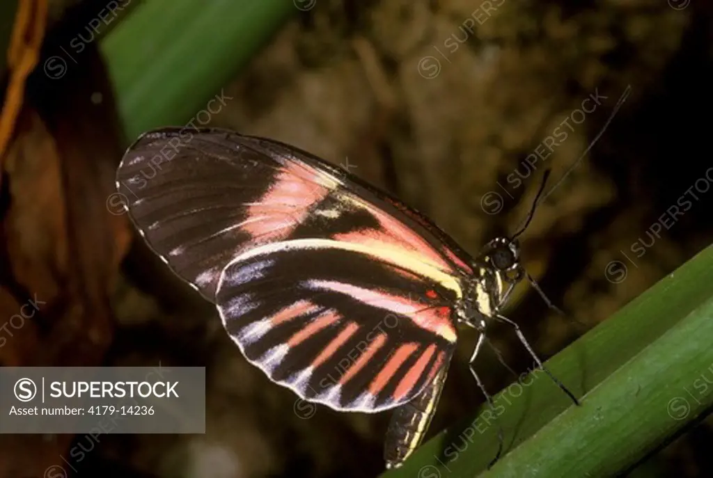 Postman Butterfly (Heliconius melpomene) Brazil