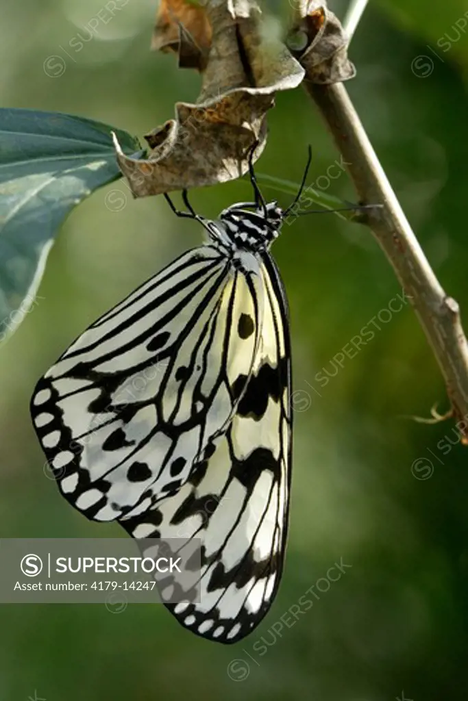 Rice paper Butterfly (Idea leuconoe)  South East Asia