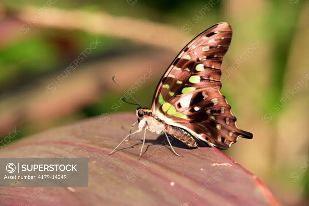 Malachite Butterfly (Siproeta stelenes) Florida