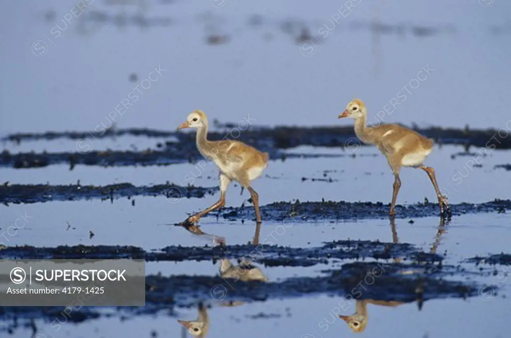 Sandhill Crane Chicks (Grus canadensis) Myakka River St. Park - FL