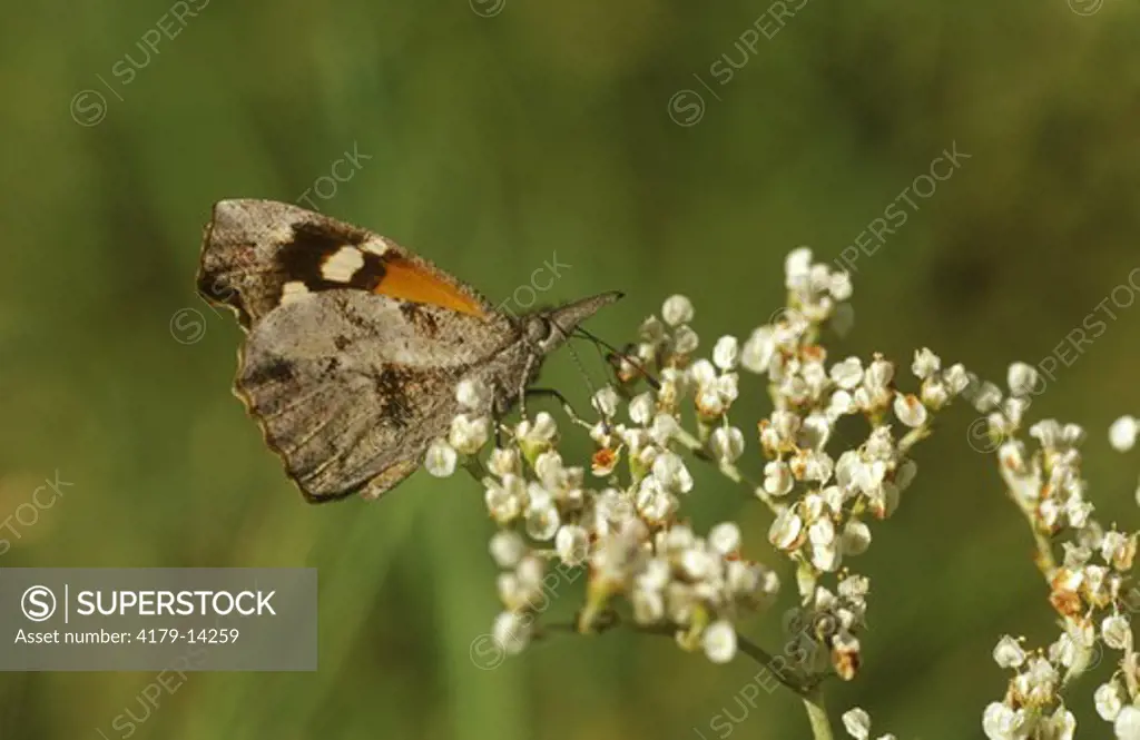Am. Snout Butterfly on Wild Buckwheat (Libytheana carinenta), Brooks Co., TX