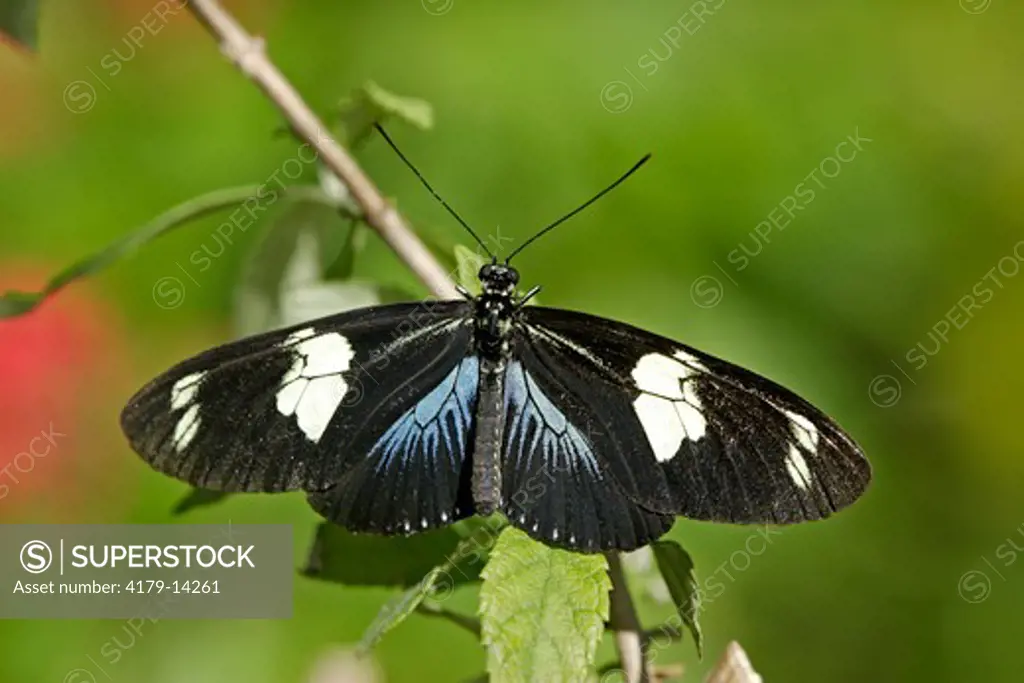 Longwing Sara Butterfly (Heliconius sara)  South America