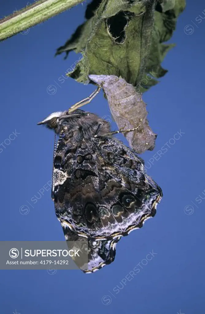 Red Admiral (Vanessa atalanta) newly hatched on pupal Case, NJ