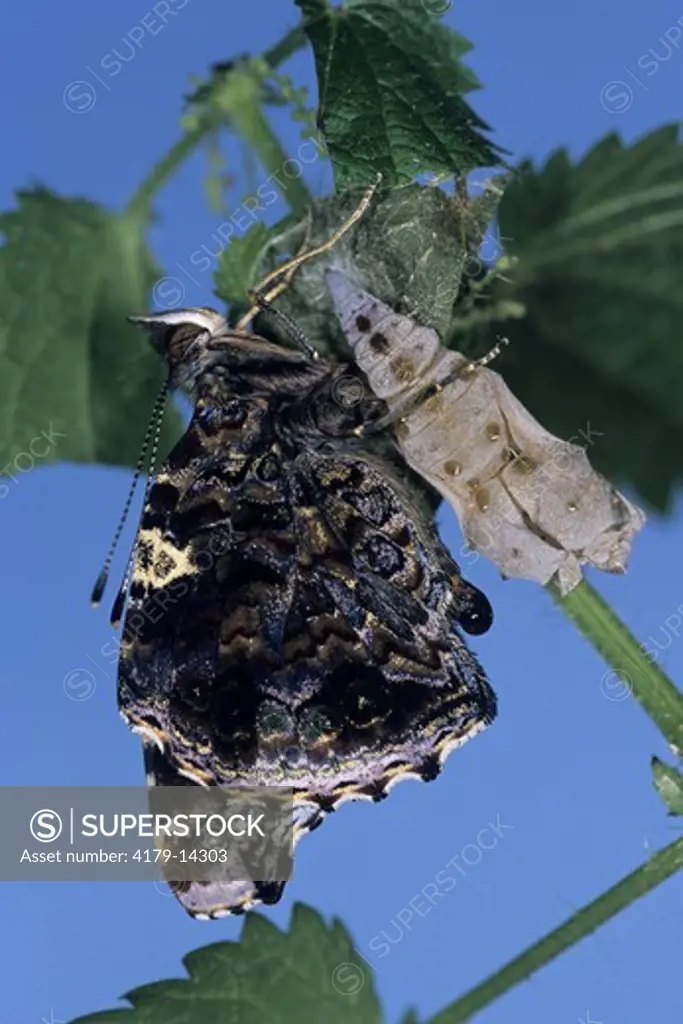 Red Admiral, newly hatched, (Vanessa atalanta) with pupal Case, New Jersey