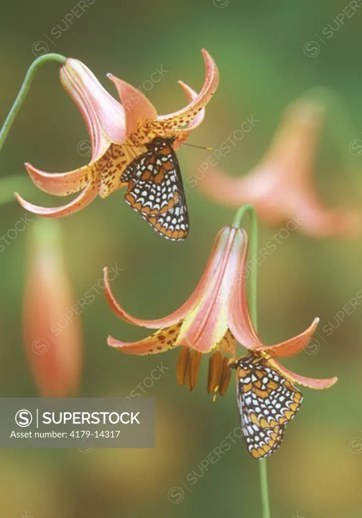 Baltimore Butterflies on Canada Lilies (Euphydryas phaeton, Lilium canadense) NY Town of Ohio, Adirondacks