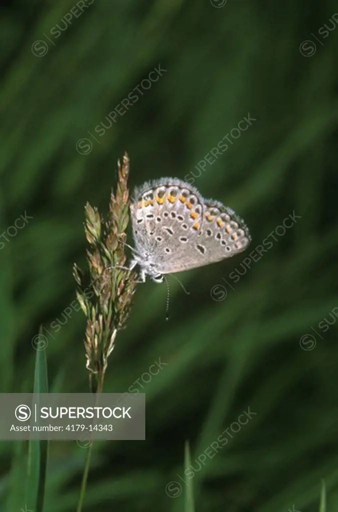 Karner Blue Butterfly (rare and protected) (Lycaeides melissa), Lower Michigan