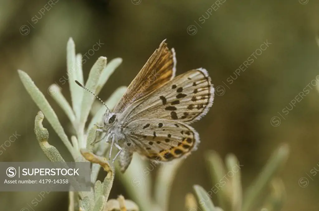 San Emigdio Blue (Plebejus emigdionis), rare, female, Sequoia NF, CA, on Fourwing Saltbush Host (Atriplex canescens)