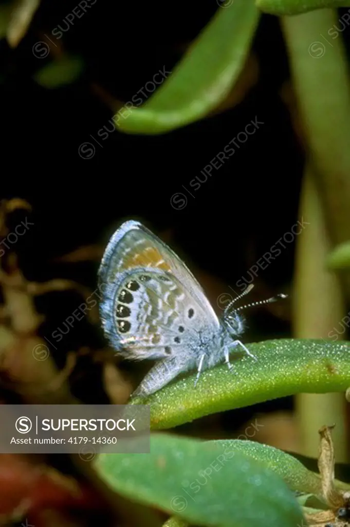 Pigmy Blue Butterfly  (Brephidium exilis) on Sea Purslane at Bolsa Chica Wtld  - CA California
