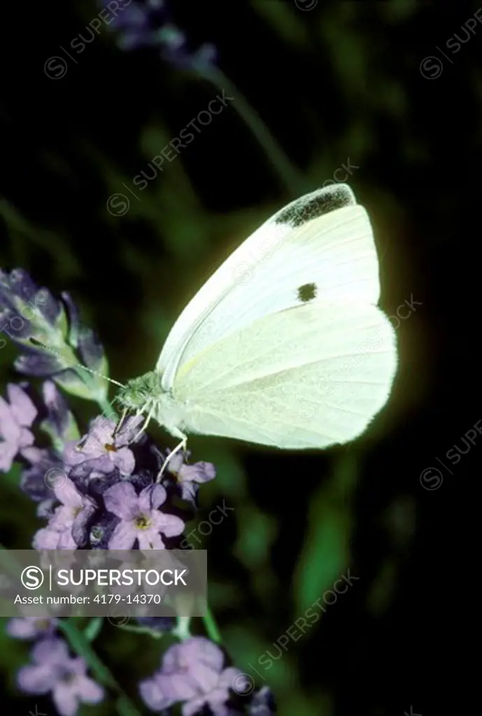 Imported Cabbageworm Butterfly (Pieris rapae) on Wild Phlox, Ithaca, NY