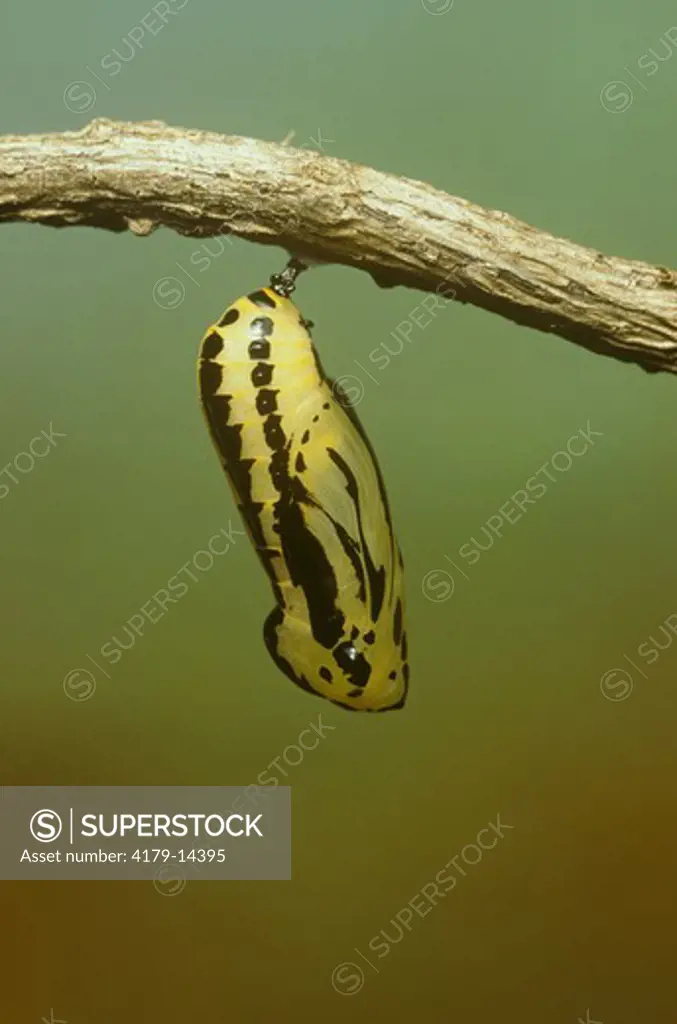 Themisto Clearwing Butterfly Pupa (Methona themisto), Brazil