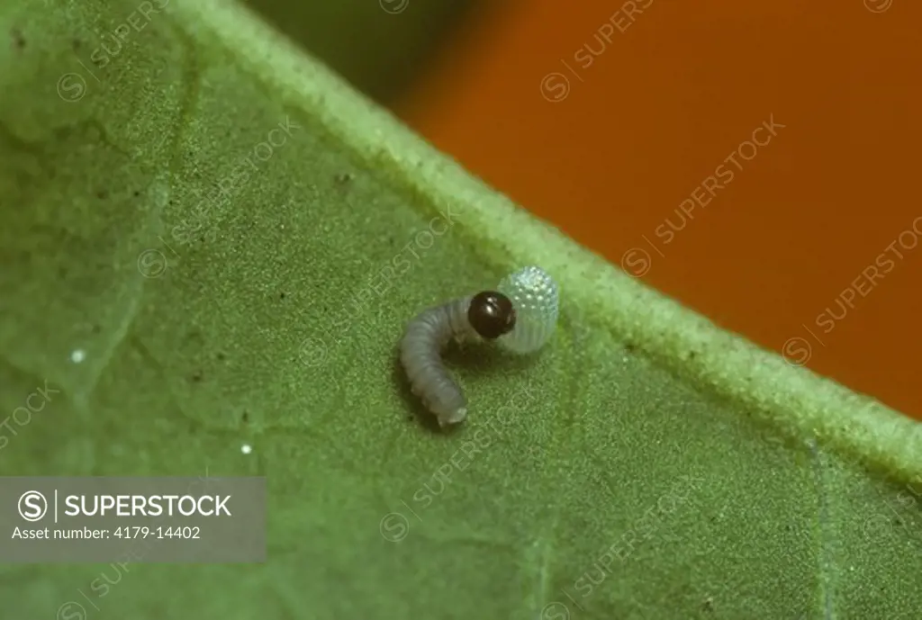 Themisto Clearwing Butterfly Caterpillar eating Egg it hatched from (Methona themisto), Brazil