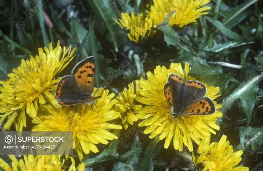 American Coppers on Common Dandelion (Lycaena phlaeas) Sandy Hook, New Jersey