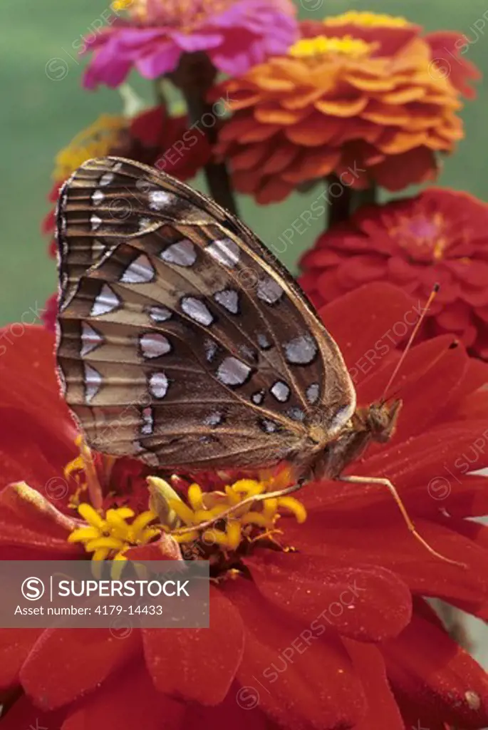 Great Spangled Fritillary Butterfly (Speyeria cybele)