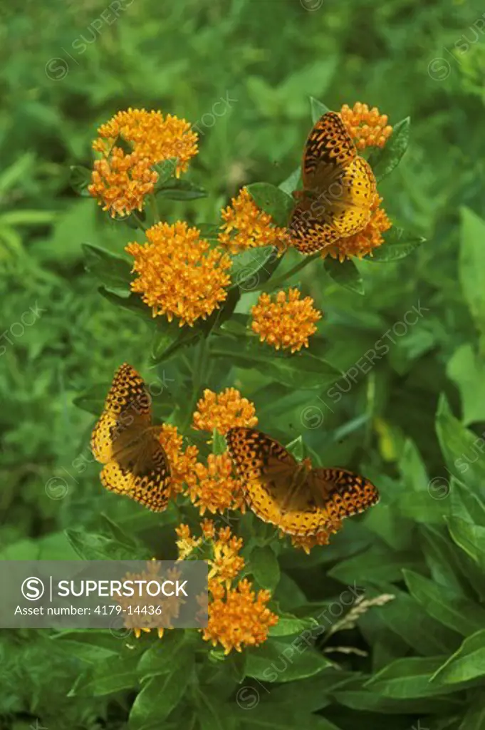 Many Great Spangled Fritillary BF on Butterfly Milkweed (Speyeria cybele)
