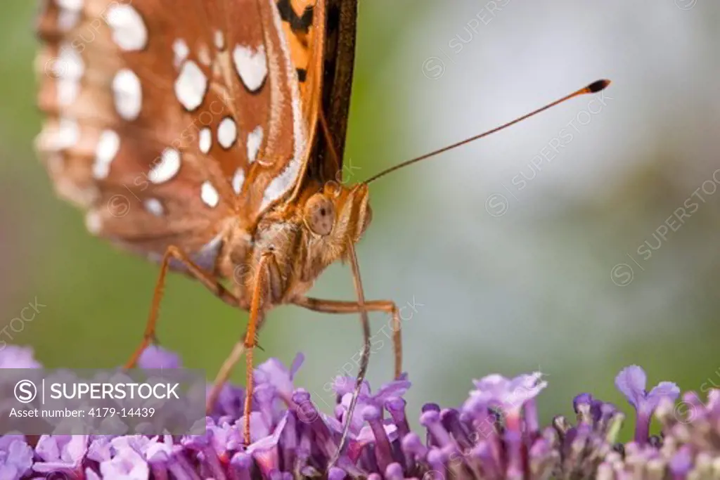 Great Spangled Fritillary (Speyeria cybele) nectars at Butterfly Bush (Buddleja davidii). Boone County, Missouri, 21 July 2004