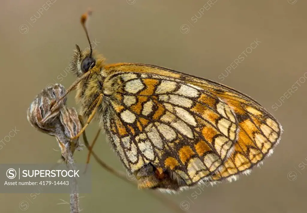 Heath Fritillary (Melitaea athalia), Biebrza National Park, Poland