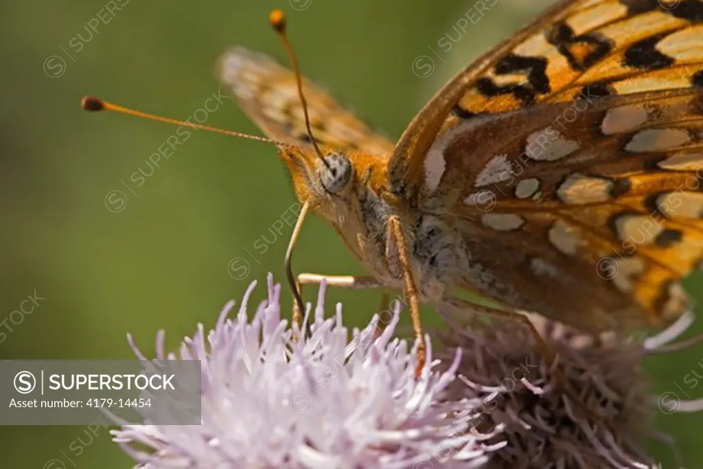 Butterfly, Callippe Fritillary in Centennial Valley Montana