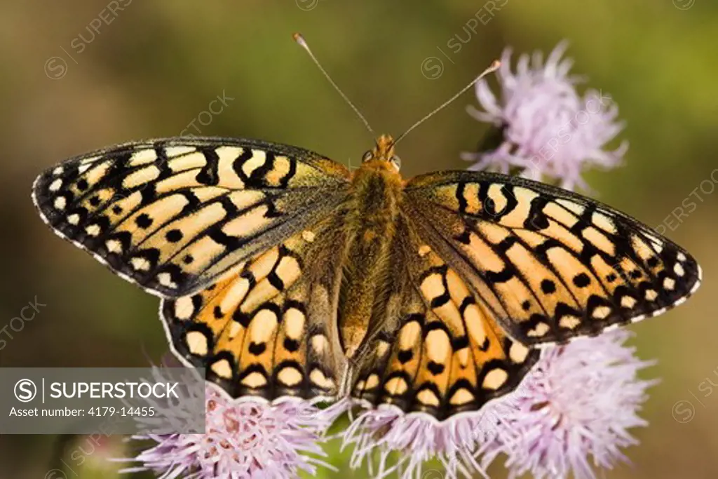 Butterfly, Callippe Fritillary in Centennial Valley Montana