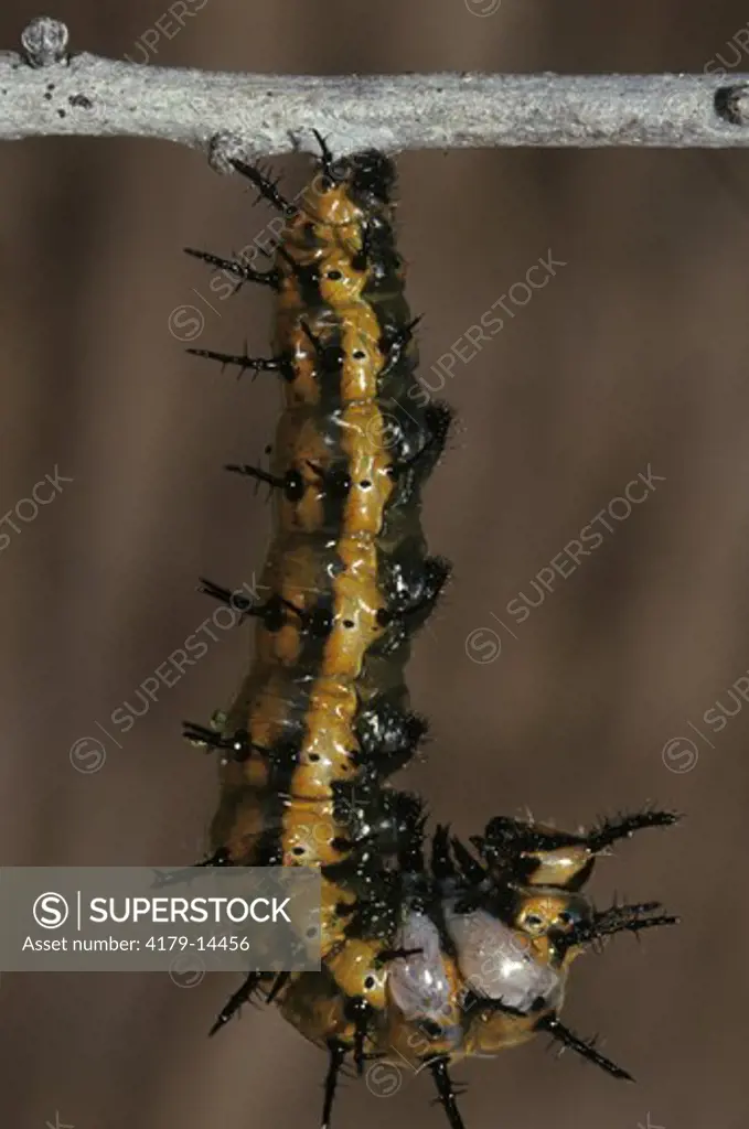 Gulf Fritillary Butterfly (Agraulis vanillae, aka: Dione vanillae) Caterpillar ready to Pupate, Florida
