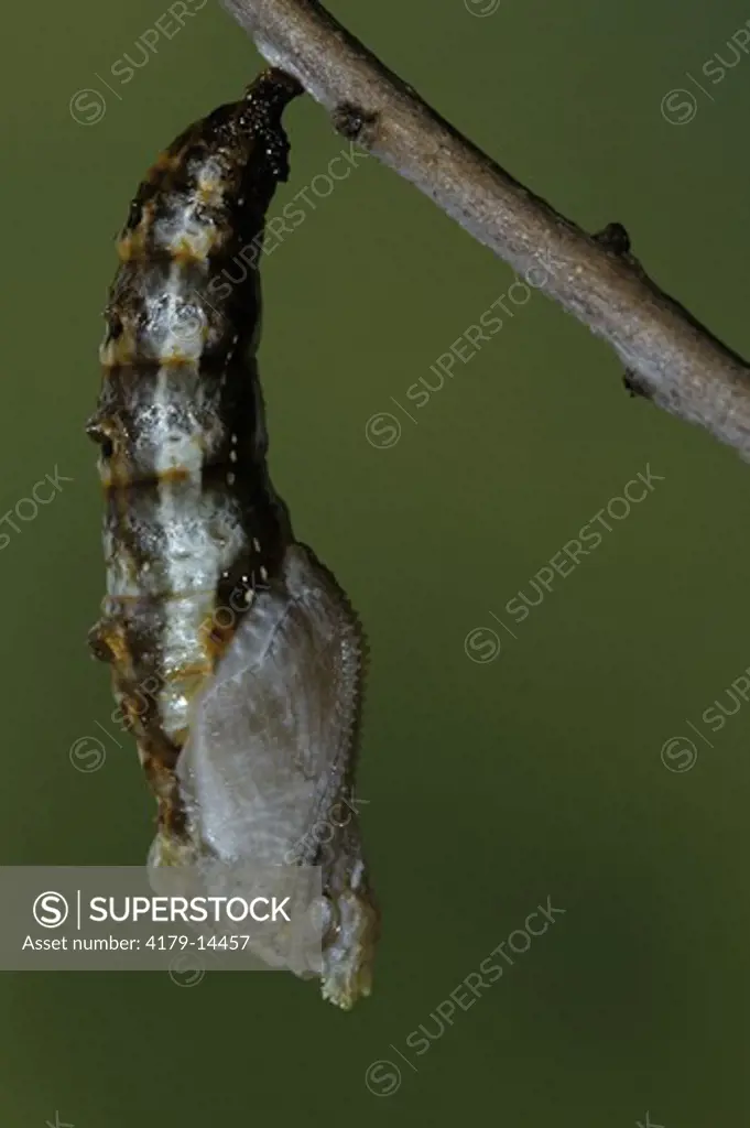Gulf Fritillary Butterfly (Agraulis vanillae, aka: Dione vanillae) Caterpillar Changing into Chrysalis, Florida
