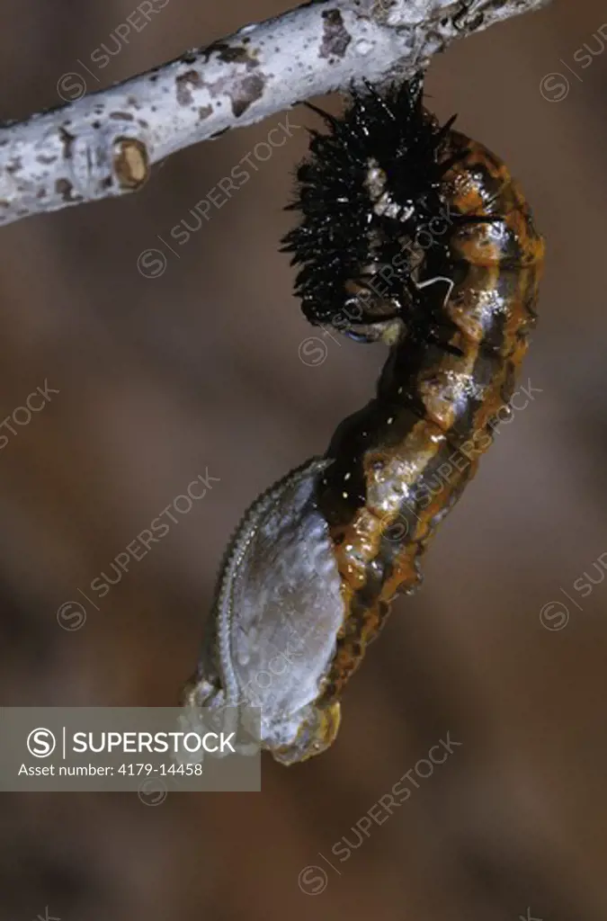 Gulf Fritillary BF (Dione vanillae) Caterpillar shedding Skin