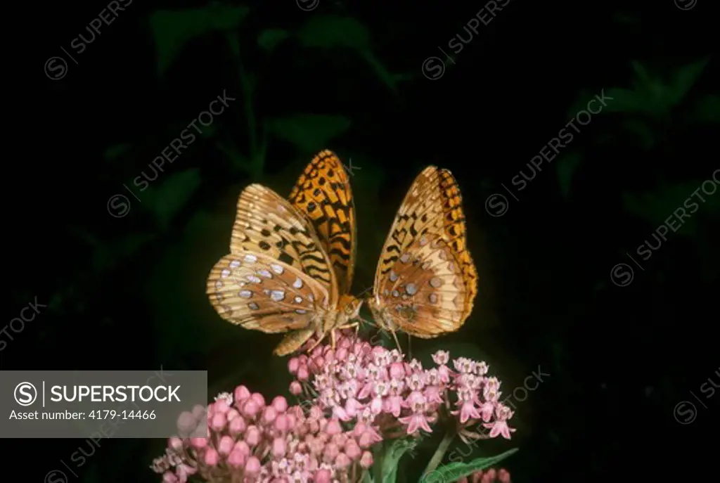 Great Spangled Fritillaries (Speyeria cybele) Male Courting Female J