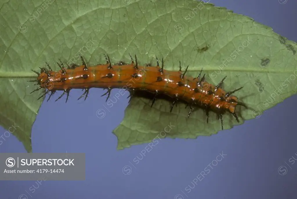 Gulf Fritillary Caterpillar on Passion Flower (Agraulis vanillae), FL, Florida