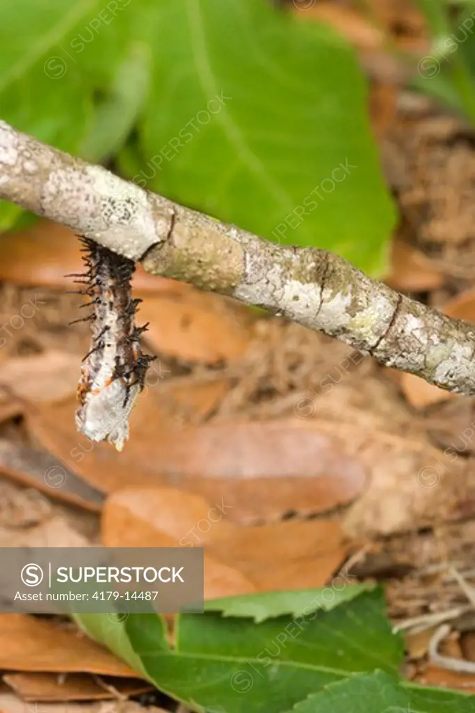 Gulf fritillary (Agraulis vanillae) series to chrysalis