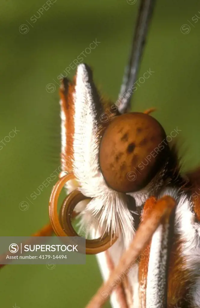 Gulf Fritillary Butterfly Eye & Coiled Probiscis (Agraulis vanillae) USA