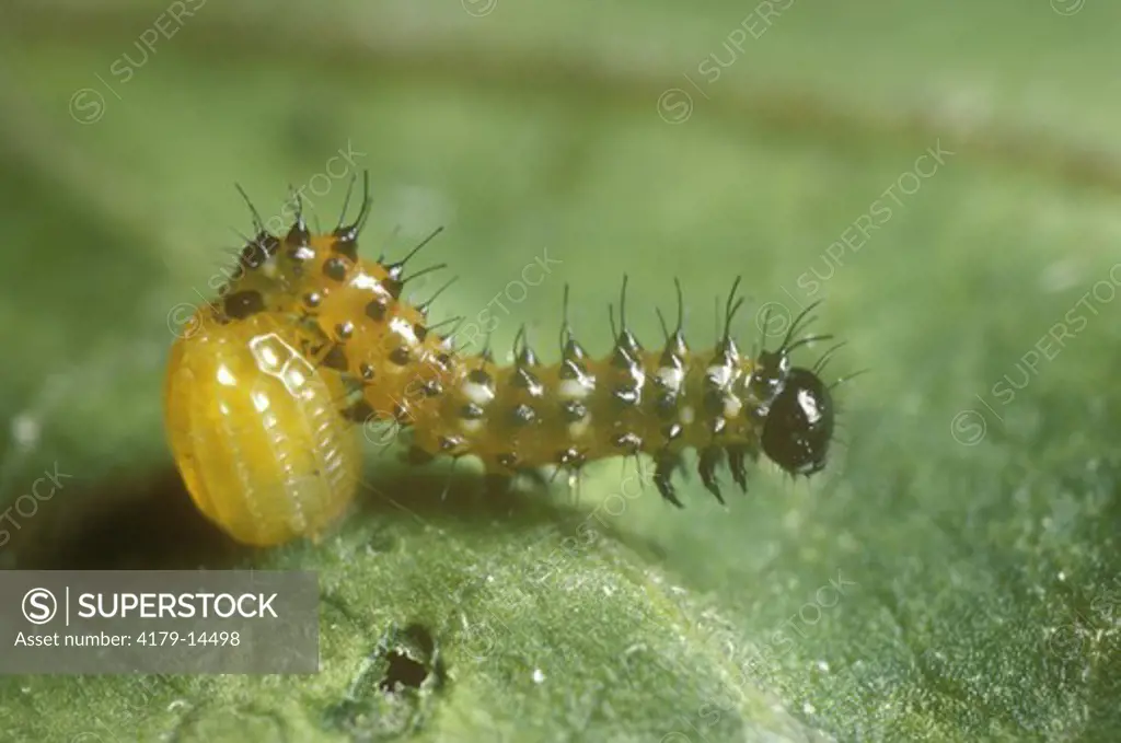 Gulf Fritillary (Agraulis vanillae), newly hatched Caterpillar