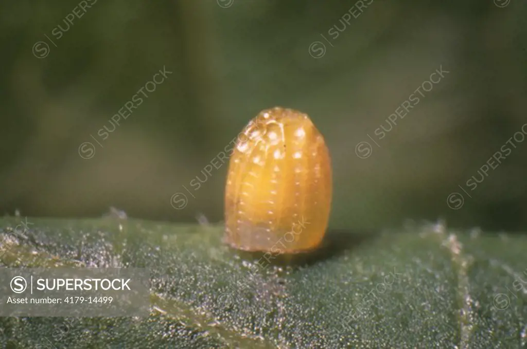 Gulf Fritillary Egg (Agraulis vanillae)
