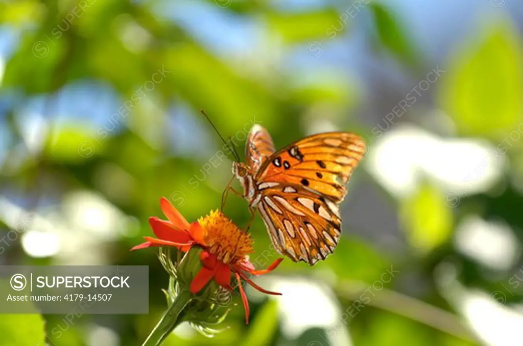 Gulf Fritillary Butterfly (Agraulis vanillae), Fairhope, Alabama