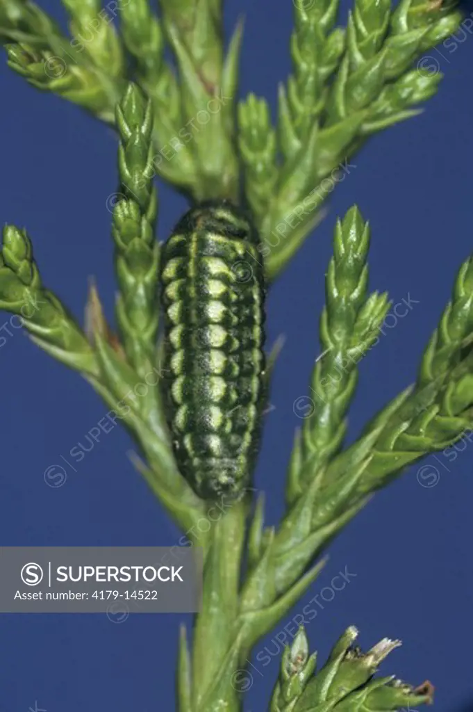 Olive or Juniper Hairstreak Caterpillar on Red Cedar (Callophrys gryneus), NJ New Jersey