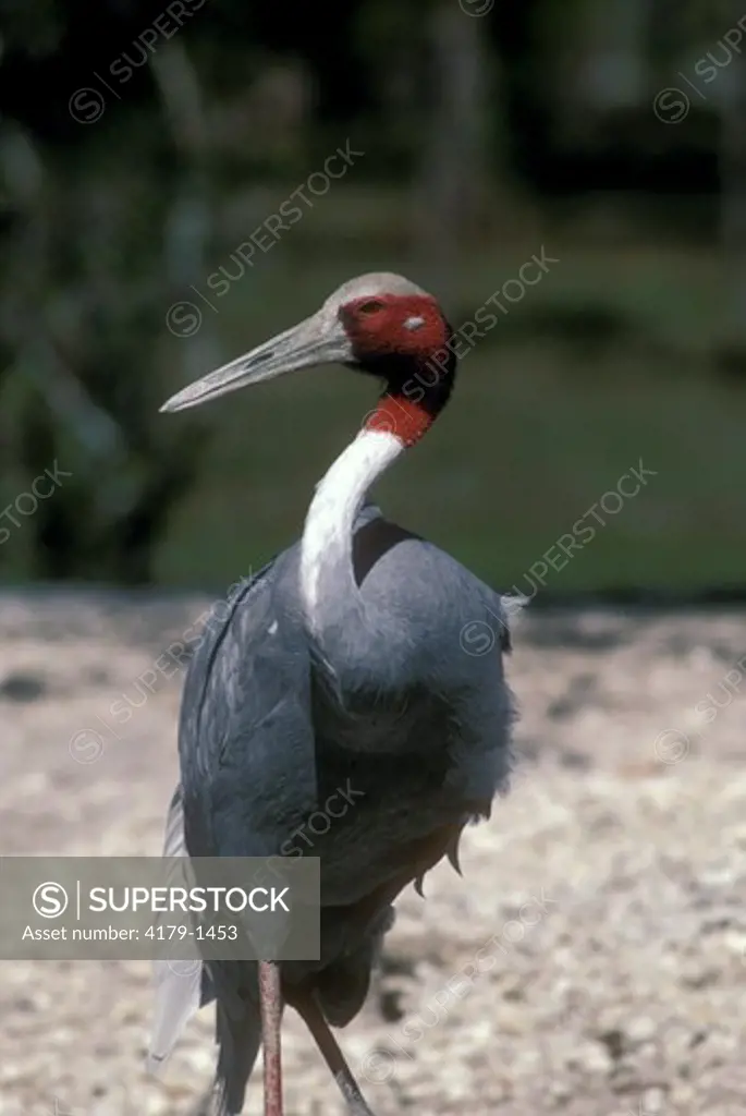 Sarus Crane (Grus antigone), Range: India, Philippines, Australia, Metro Zoo, FL