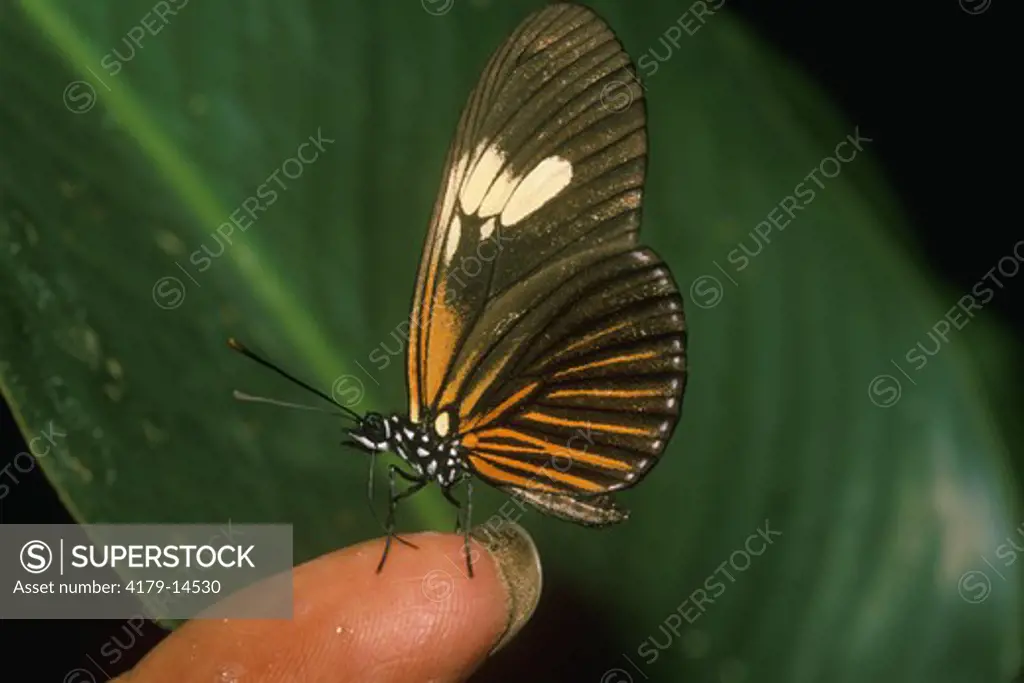 Heliconius Butterfly (Heliconius erato), Amazon, Ecuador, drinking Sweat from Finger