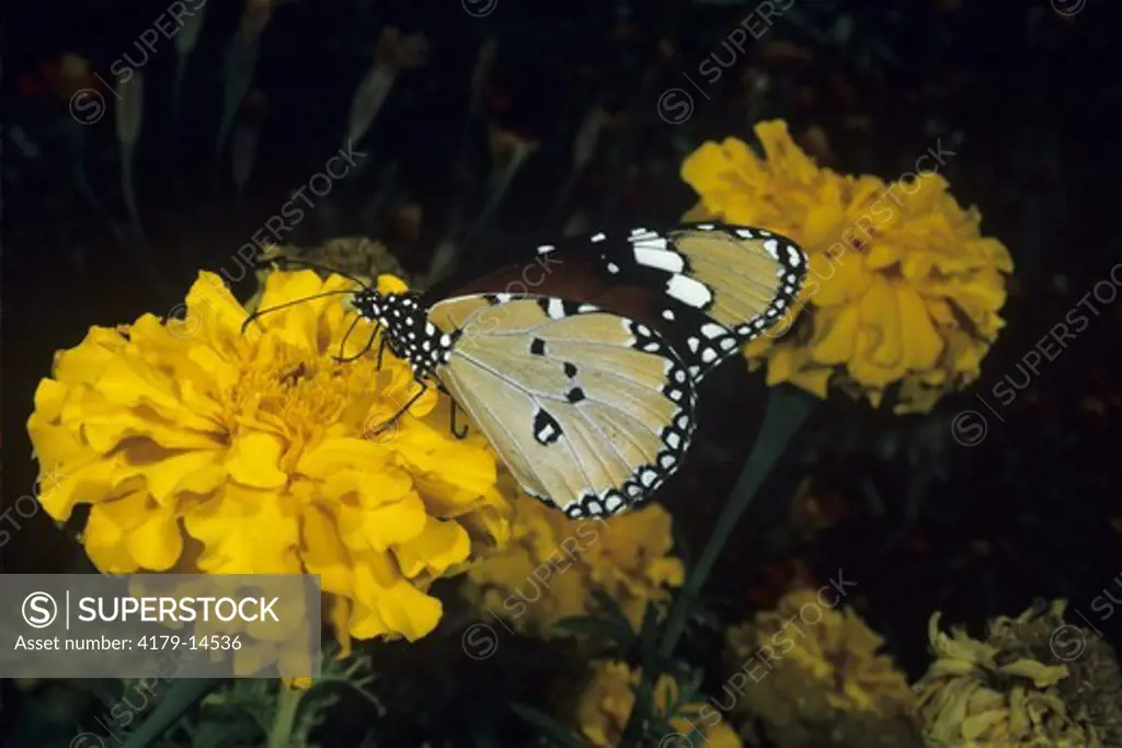 African Monarch Butterfly on Marigold (Danaus chrysippus) Victoria Falls/Zimbabwe