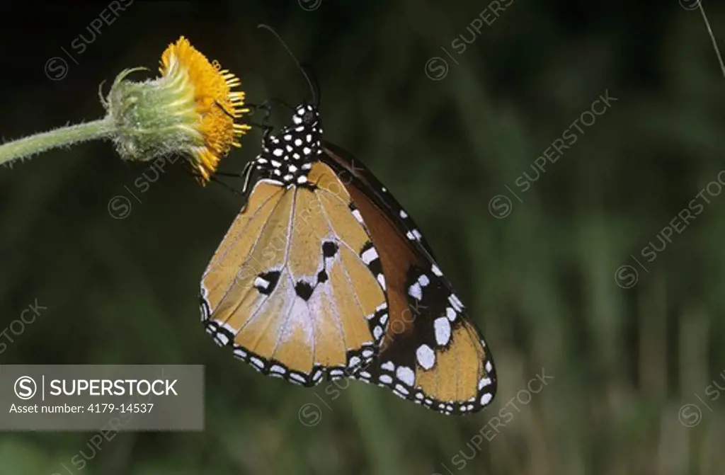 African Monarch or Common Tiger (Danaus chrysippus), Kenya