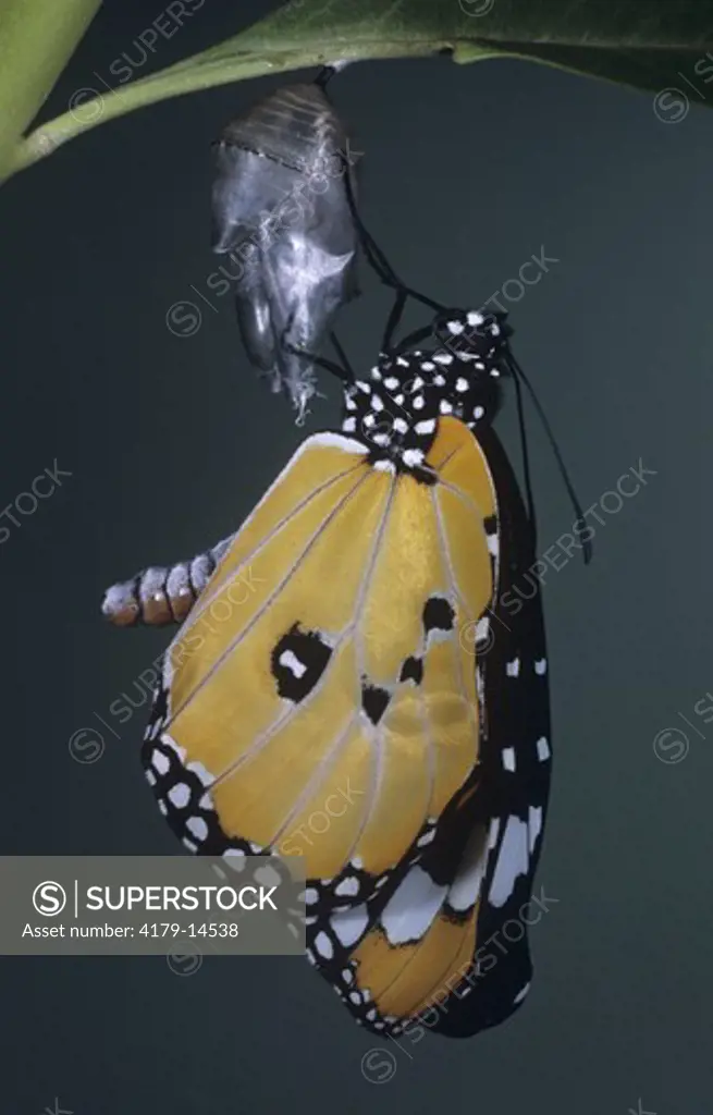African Monarch (Danaus chrysippus) hardening wings RSA    Kodak 5017