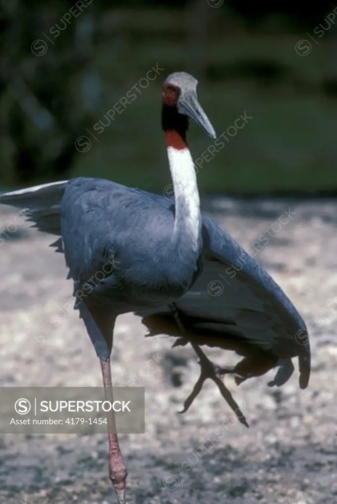 Sarus Crane (Grus antigone), Range: India, Philippines, Australia, Metro Zoo, FL