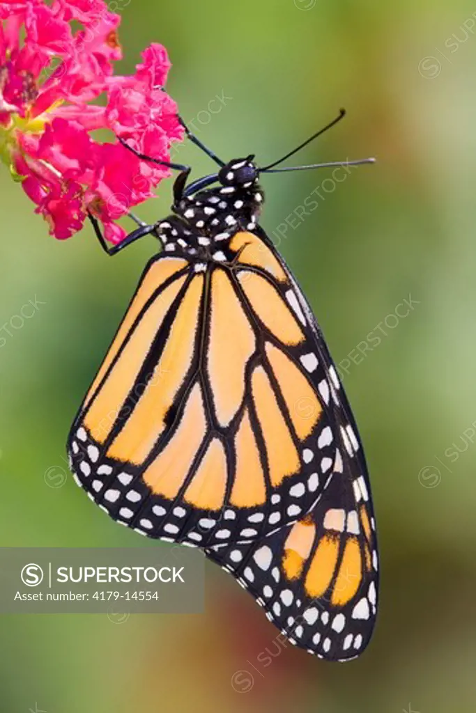 Monarch Butterfly (Danaus plexippus), Riverside County, California, USA