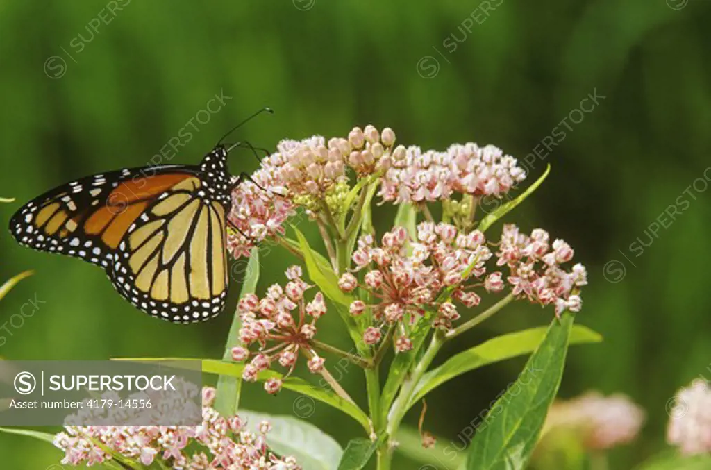 Monarch on Swamp Milkweed (Danaus plexippus) - IL (Asclepias incarnata) Marion Co.