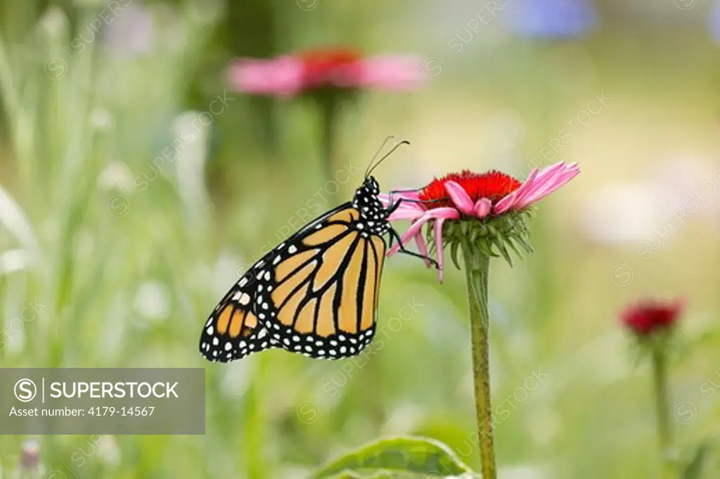 Monarch (Danaus plexippus); tallgrass prairie; summer; Wisconsin; Newly emerged monarch butterfly on purple cone flower (Echinacea purpurea) drying wings in sun.
