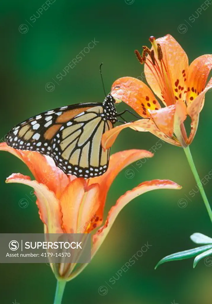 Monarch Butterfly (Danaus plexippus) & Wood Lily (Lilium philadelphicum) NY