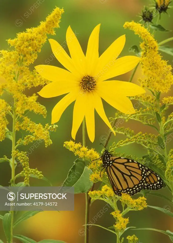 Monarch Butterfly (Danaus plexippus), on Sunflower w/ Goldenrod, Adirondacks, NY
