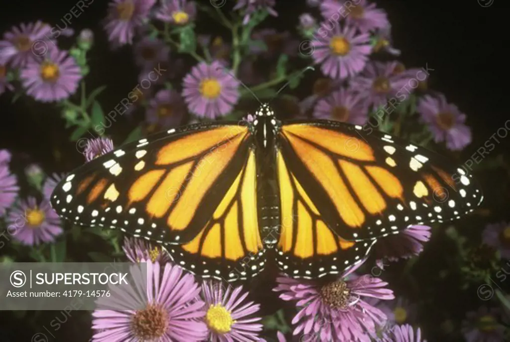 Monarch Butterfly female (Danaus plexippus) on New England Aster - Somerset, NJ