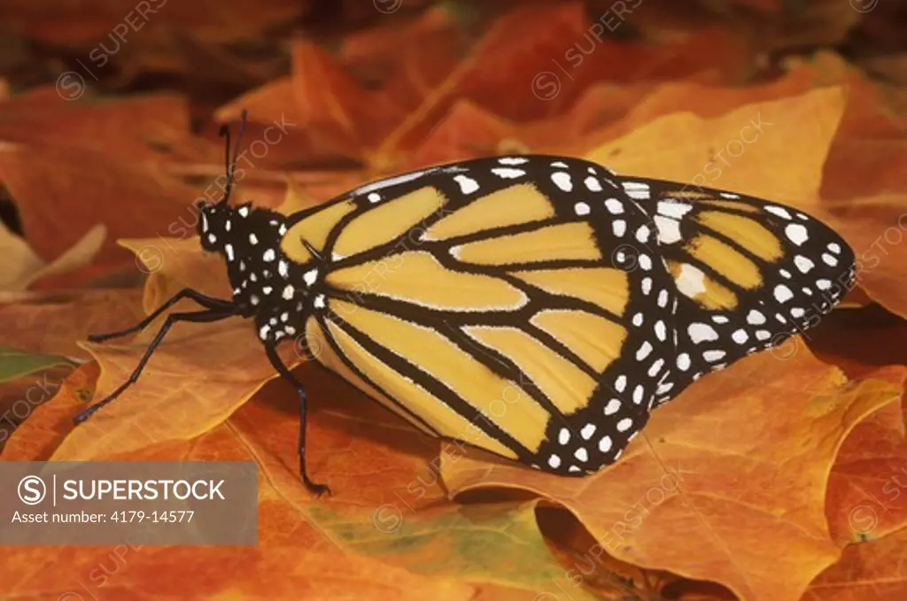 Monarch on Fall Leaf (Danaus plexippus) NJ