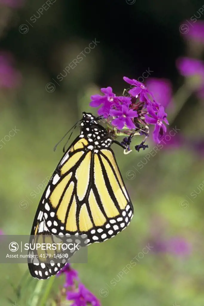 Monarch Butterfly on Verbena (Danaus plexippus), New Jersey